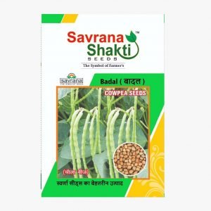 IMPROVED COWPEA BADAL