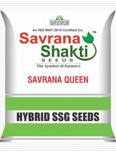 HYBRID JAWAR SAVRANA QUEEN