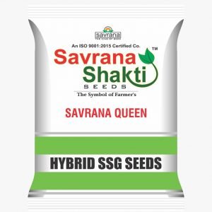 HYBRID FORAGE SORGHUM SAVRANA QUEEN