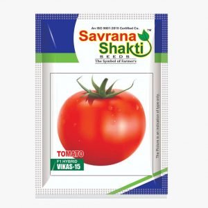 HYBRID TOMATO VIKAS-15