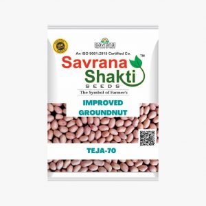 IMPROVED GROUNDNUT TEJA-70