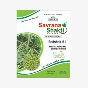 IMPROVED MOONG BADSHAH-61