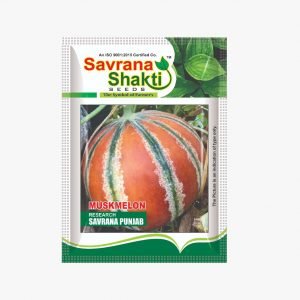 IMPROVED MUSKMELON SAVRANA PUNJAB